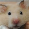 老猴
